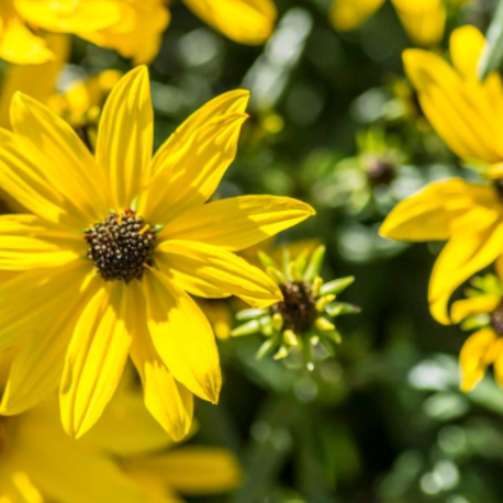 Willowleaf Sunflower (Helianthus 'Autumn Gold') - 1 gallon