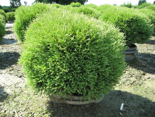 Mr. Bowling Ball™ Arborvitae (THUJA OCC. MR. BOWLING BALL) - 3 gallon 12-15"
