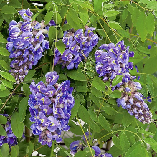 Amethyst Falls Wisteria (WISTERIA FR. AMETHYST FALLS) - 2 gallon 20" TRELLIS