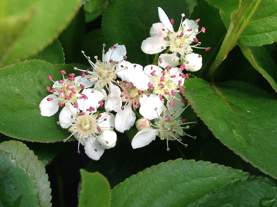 Low Scape Mound® Chokeberry (Aronia 'Low Scape Mound') - 3 gallon 15"