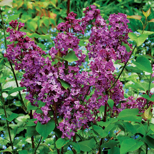 Pocahontas Lilac (SYRINGA X HYACIN. POCAHONTAS) - 3 gallon 24"