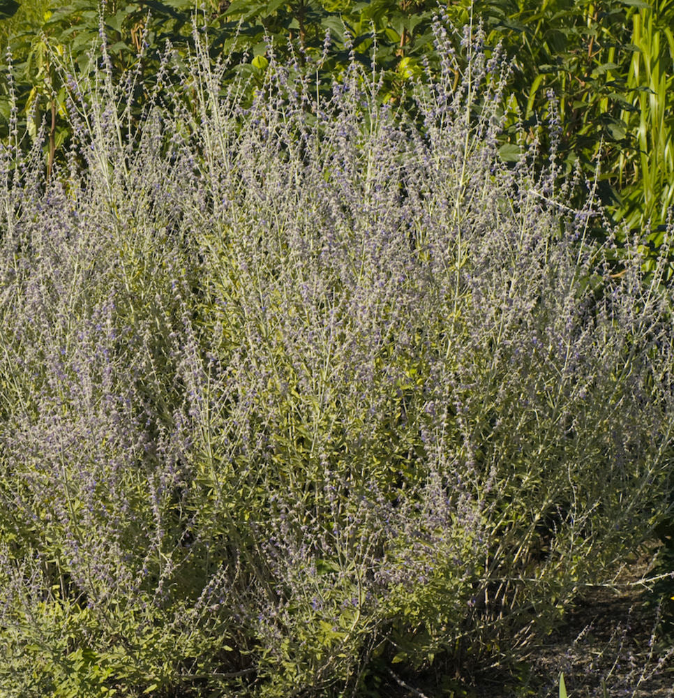 Little Spires Russian Sage (PEROVSKIA ATRIP. LITTLE SPIRES) - 1 gallon