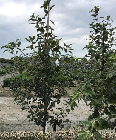 Honeycrisp Apple (Malus 'Fruit Honeycrisp') - 2 gallon 36"