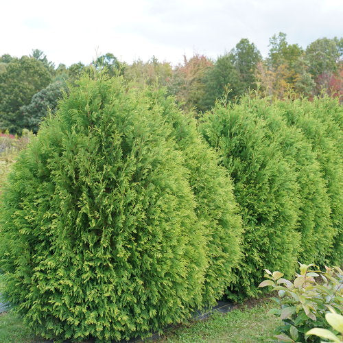 Cheer Drops® Arborvitae (THUJA OCC. CHEER DROPS) - 3 gallon