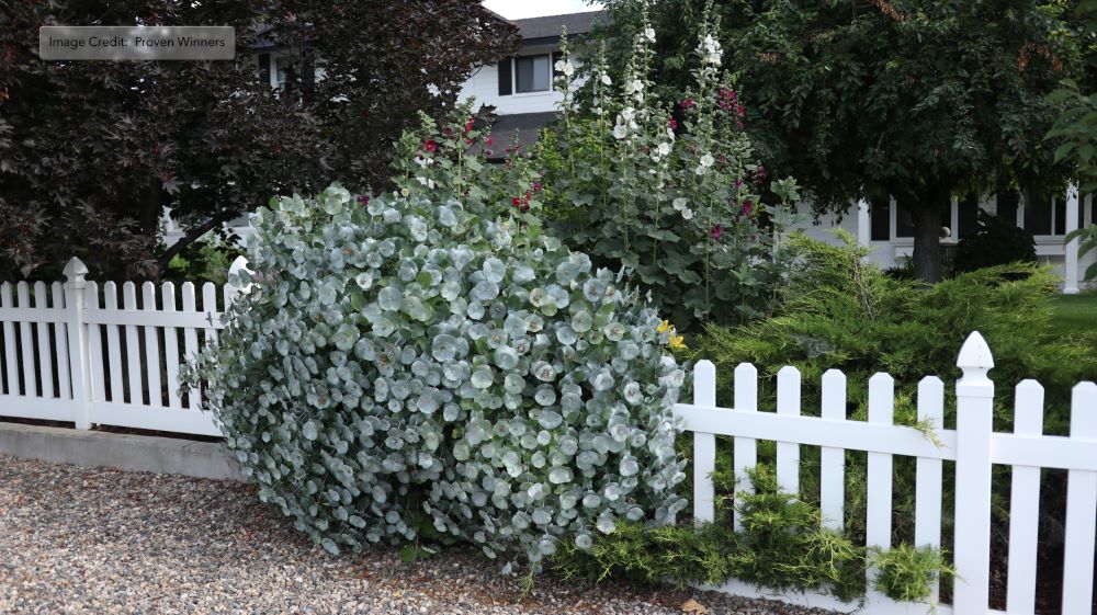 Kintzley's Ghost® Honeysuckle (Lonicera reticulata Kintzley's Ghost) - 3 gallon
