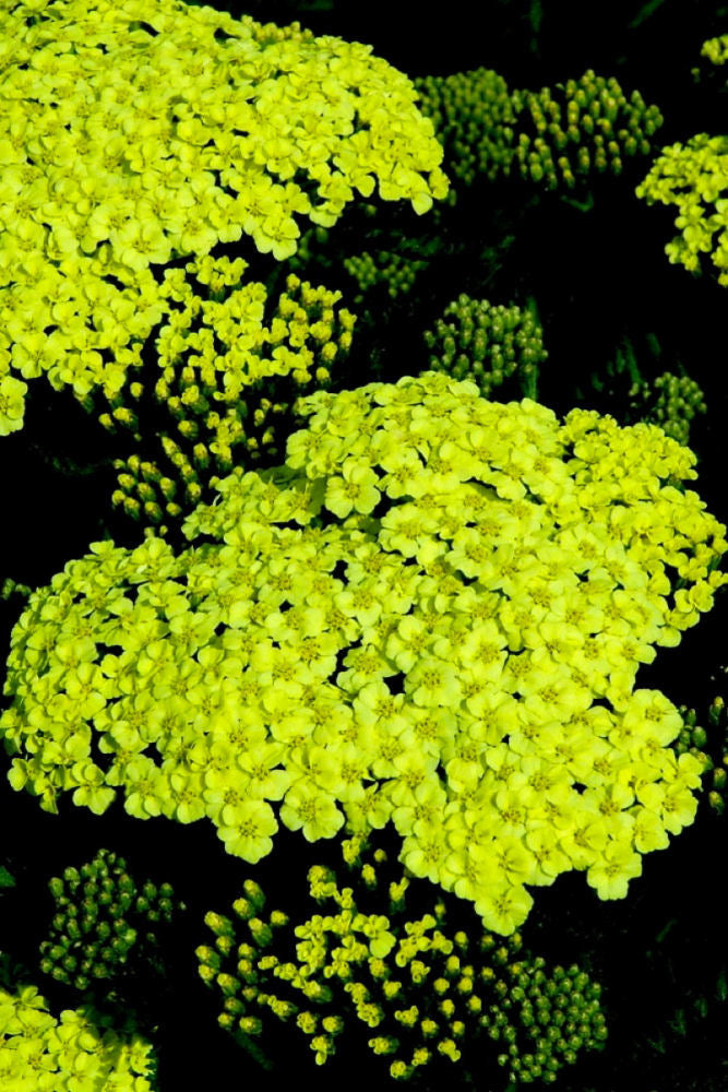 Sunny Seduction Yarrow (ACHILLEA M. SUNNY SEDUCTION) - 1 gallon