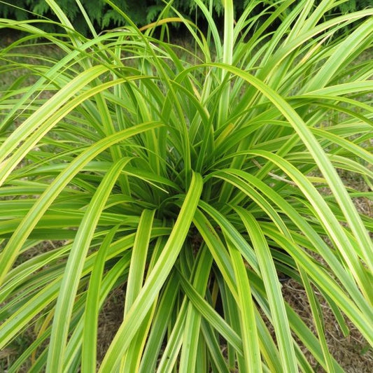 Evercolor® Everlime Japanese Sedge (GRASS - CAREX EVERLIME) - 1 gallon