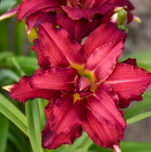 Double Pardon Me Daylily (HEMER DOUBLE PARDON ME) - 1 gallon