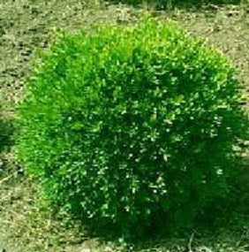 Franklin's Gem Boxwood (BUXUS M. FRANKLINS GEM) - 2 gallon 10"