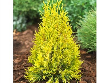 Forever Goldy Arborvitae (THUJA PLICATA 4EVER GOLDY) - 3 gallon 15"