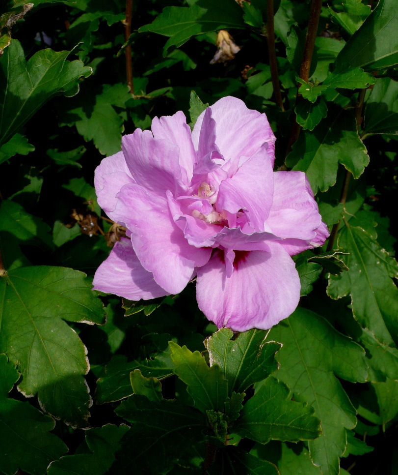 Ardens Rose of Sharon (HIBISCUS S. ARDENS) - 3 gallon 18"