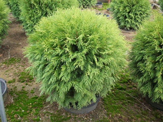 Globe Arborvitae (THUJA OCC. WOODWARDII) - 3 gallon 12"