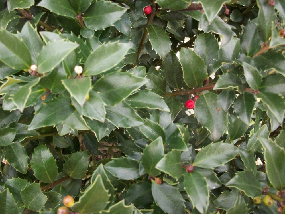 Blue Maid™ Meserve Holly (ILEX X MES. BLUE MAID) - 3 gallon 15"