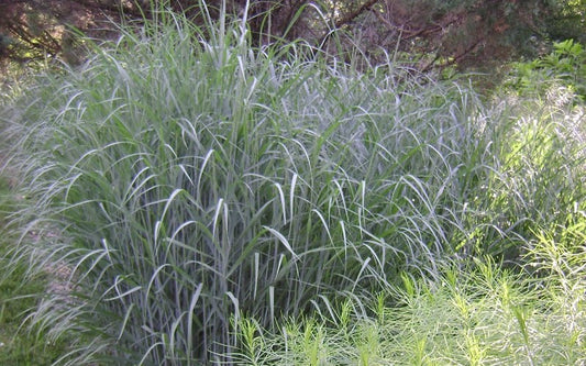 Heavy Metal Switch Grass (GRASS - PA. HEAVY METAL) - 3 gallon