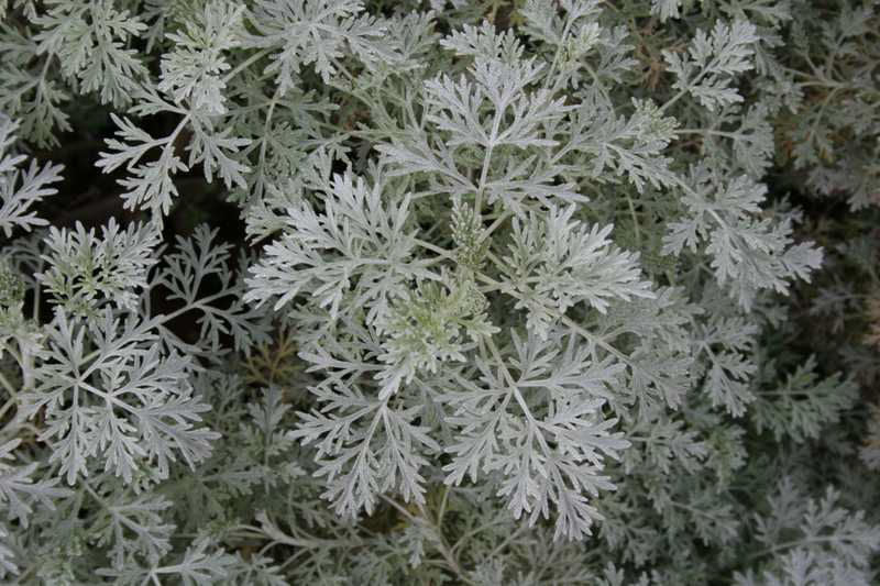 Powis Castle Artemisia (ARTEMISIA X. POWIS CASTLE) - 1 gallon