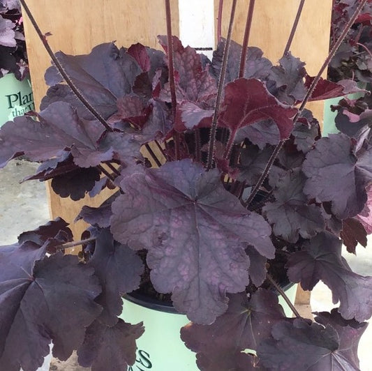 Northern Exposure™ Black Coral Bells (HEUCHERA NORTHERN EXP. BLACK) - 1 gallon