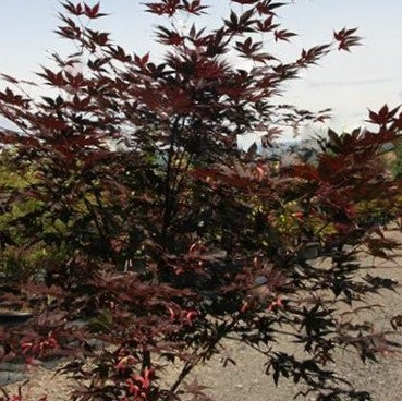 Samurai Sword™ Japanese Maple (ACER PA. SAMURAI SWORD) - 3 gallon 36"