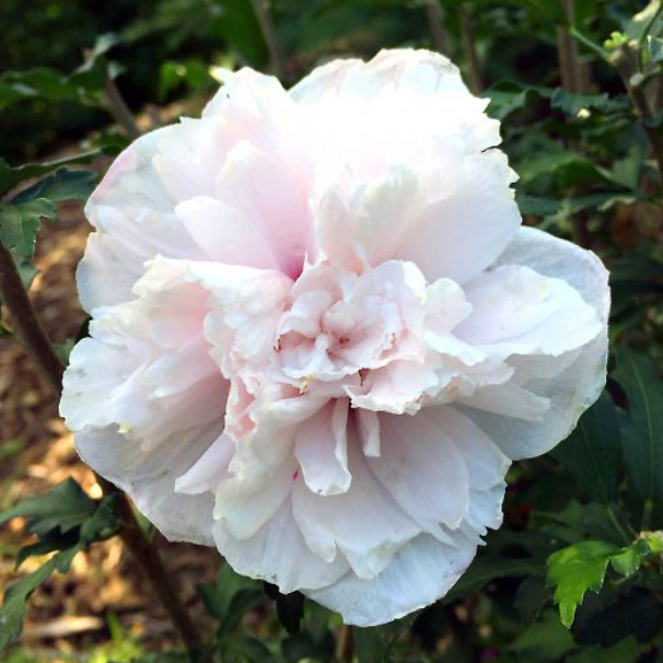 French Cabaret™ Blush Hibiscus (HIBISCUS SY. FRENCH CABARET™ BLUSH) - 3 gallon 18"