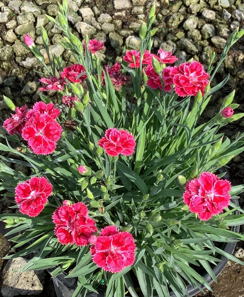 Dianthus Magenta Bicolor Pinks (DIANTHUS DELILAH MAGENTA BICOLOR) - 1 gallon