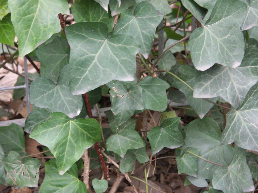 English Ivy (HEDERA HELIX) - 1 gallon