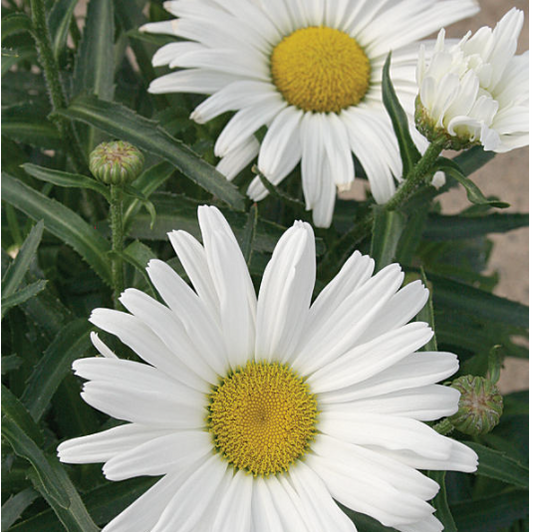 Amazing Daisies® Daisy May® Shasta Daisy (LEUCANTHEMUM X S. DAISY MAY) - 1 gallon