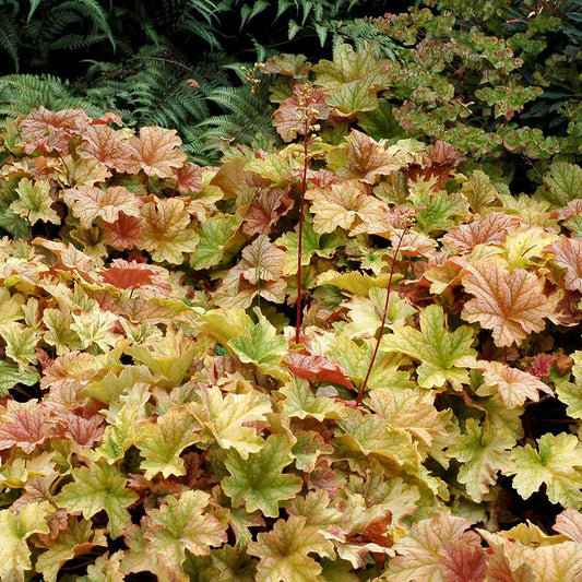 Topaz Jazz Coral Bells (HEUCHERA TOPAZ JAZZ) - 1 gallon