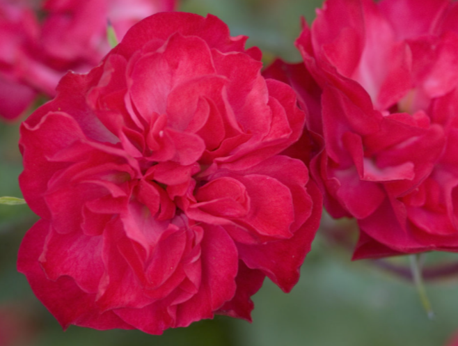Mystic Fairy® Rose (ROSE E.E. MYSTIC FAIRY) - 2 gallon