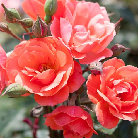 Coral Knock Out® Rose (ROSE K.O. CORAL KNOCKOUT) - 3 gallon