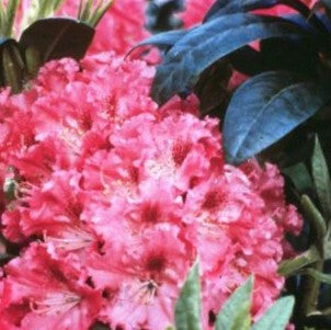 Holden’s™ Fuchsia Rhododendron (RHODO. HOLDENS™ FUCHSIA) - 3 gallon 15"