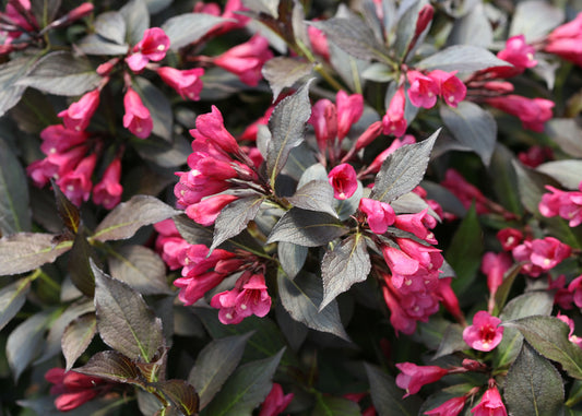Spilled Wine® Weigela (Weigela spilled 'Bokraspiwi') - 3 gallon 15"