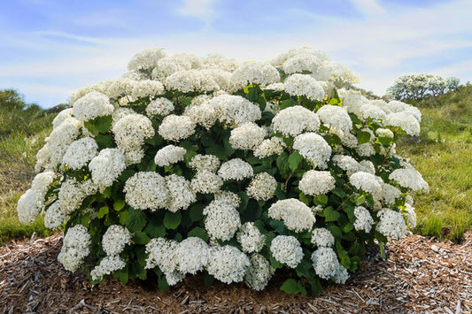 FlowerFull® Smooth Hydrangea (Hydrangea arborescens 'Flowerfull') - 3 gallon