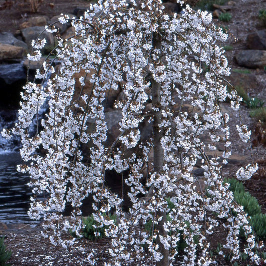 Snow Fountains® Weeping Cherry (Prunus x 'Snofozam') - 3 gallon 36" TREE