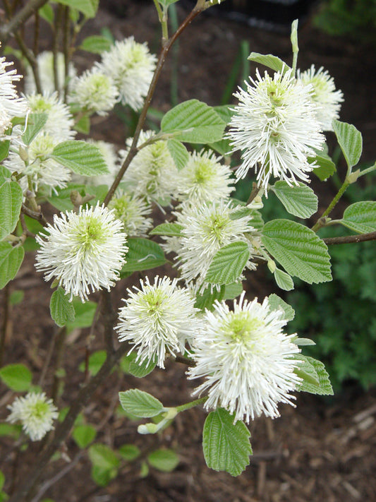 Mount Airy Dwarf Fothergilla (Fothergilla gardenii 'Mount Airy') - 2 gallon