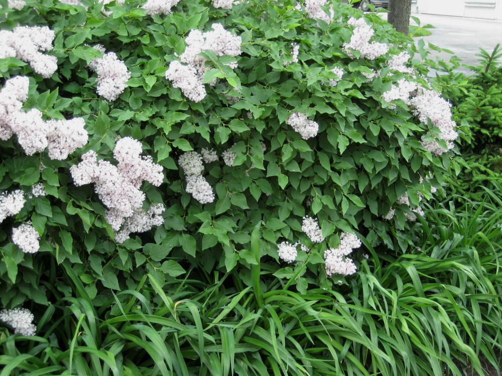 Miss Kim Lilac (SYRINGA PATULA MISS KIM) - 3 gallon 15"