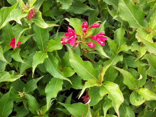 Red Prince Weigela (Weigela florida 'Red Prince') - 3 gallon 15"