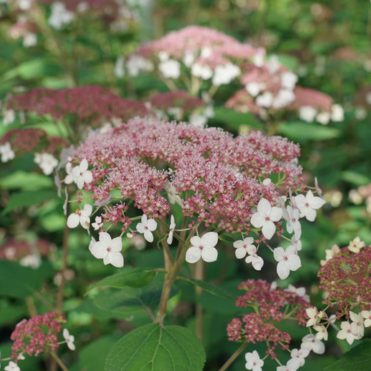 Hydrangea Pinky Pollen Ring™ (Hydrangea arborescens 'Pinky Pollen Ring') - 3 gallon