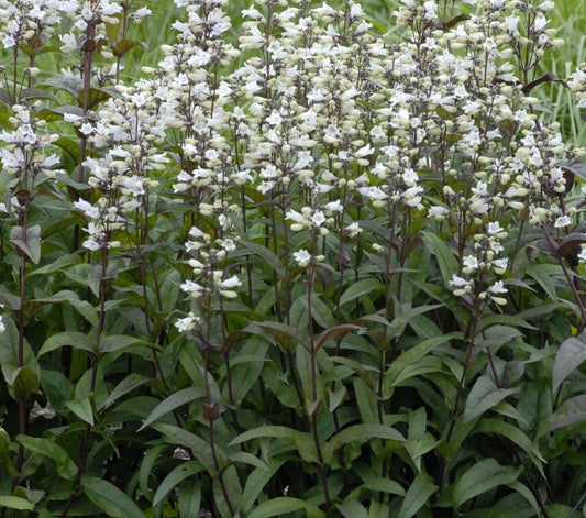 Husker Red Beardtongue (PENSTEMON DIG. HUSKER RED) - 1 gallon