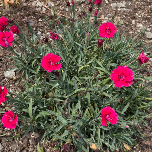 Dianthus Pinks (DIANTHUS EVERBLOOM RED DELICIOUS) - 1 gallon