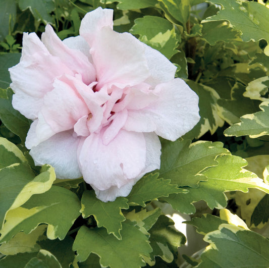 Sugar Tip® Rose of Sharon (HIBISCUS S. SUGAR TIP) - 3 gallon 18"