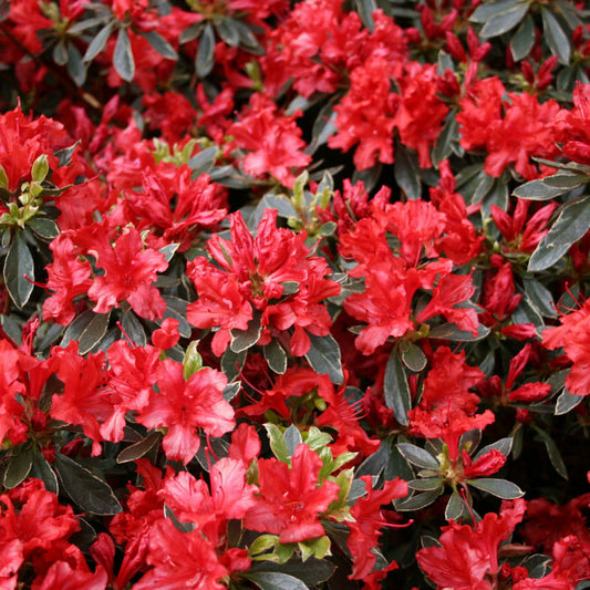 Hot Shot Azalea (AZALEA HOT SHOT) - 3 gallon 15"