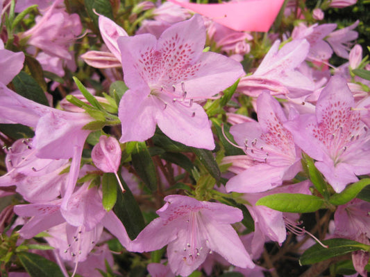 Improved Poukhatanense Azalea (AZALEA POUKHANENSE IMP) - 3 gallon 15"
