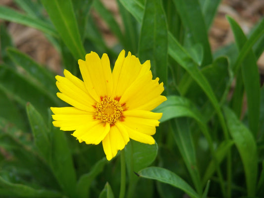 Baby Sun Tickseed (Coreopsis grandiflora 'Baby Sun') - 1 gallon