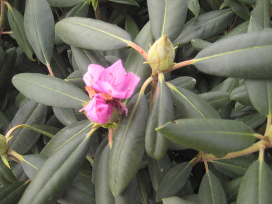Roseum Elegans Rhododendron (RHODO. ROSEUM ELEGANS) - 3 gallon 15"
