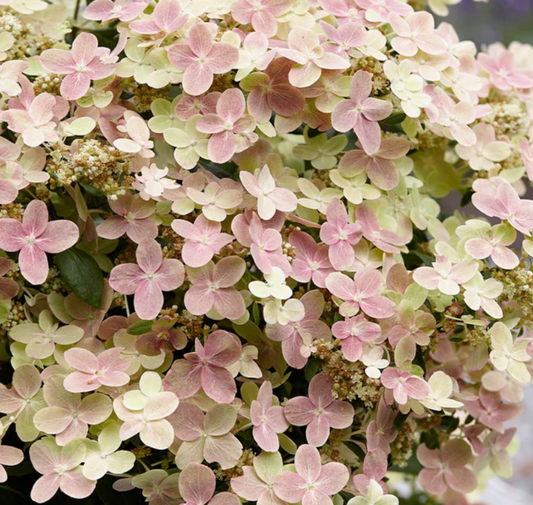Hydrangea Early Evolution (Hydrangea 'P Early Evolution') - 3 gallon