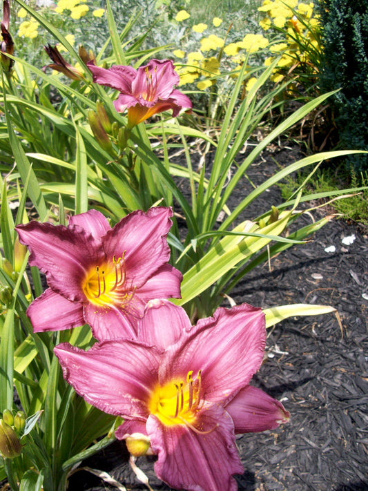 Purple d'Oro Daylily (HEMER PURPLE DORO) - 1 gallon