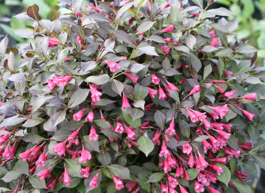 Midnight Wine Shine® Weigela (Weigela florida 'Elvera') - 3 gallon 12"
