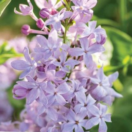 Lilac New Age Lavender (SYRINGA NEW AGE LAVENDER) - 3 gallon