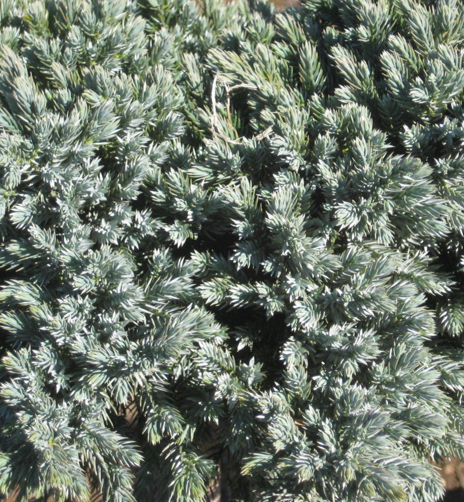 Blue Star Juniper (Juniperus squamata 'Blue Star') - 2 gallon 8"
