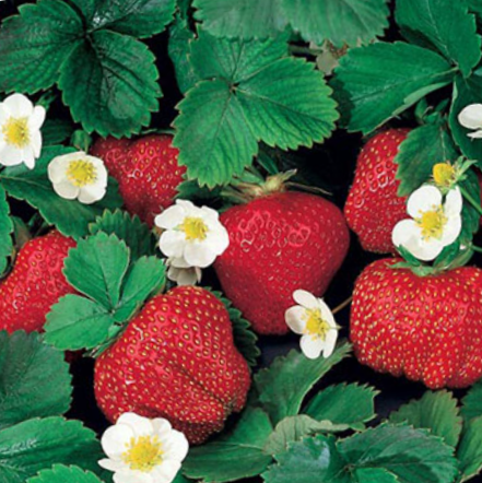 Fragaria Ozark Beauty Everbearing Strawberry (FRAGARIA OZARK BEAUTY) - 1 gallon