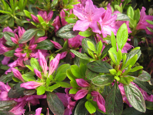 Herbert Azalea (AZALEA HERBERT) - 3 gallon 15"